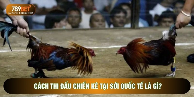 Đá Gà Cựa Sắt - Nghệ Thuật Cá Cược Đỉnh Cao Và Kịch Tính Tại 789Bet
