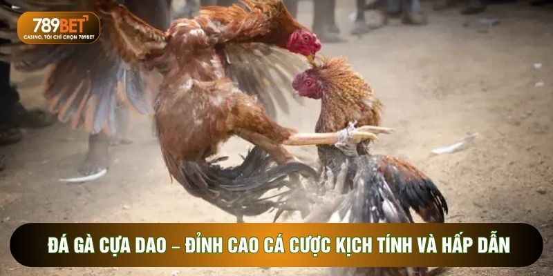 Đá gà cựa dao – Đỉnh cao cá cược kịch tính và hấp dẫn