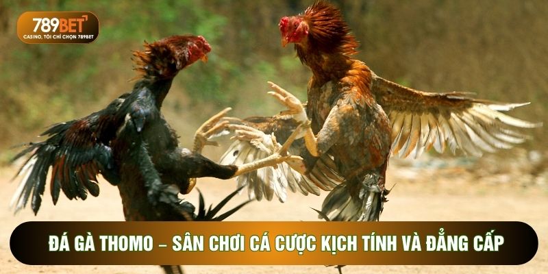 Đá Gà Thomo – Sân Chơi Cá Cược Kịch Tính Và Đẳng Cấp Nhất 2026