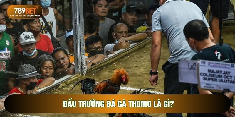 Đá Gà Thomo – Sân Chơi Cá Cược Kịch Tính Và Đẳng Cấp Nhất 2026