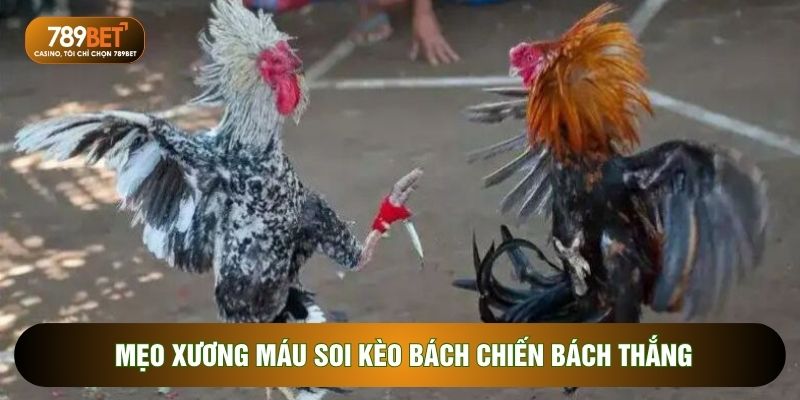 Đá gà cựa dao – Đỉnh cao cá cược kịch tính và hấp dẫn
