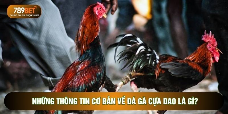 Đá gà cựa dao – Đỉnh cao cá cược kịch tính và hấp dẫn