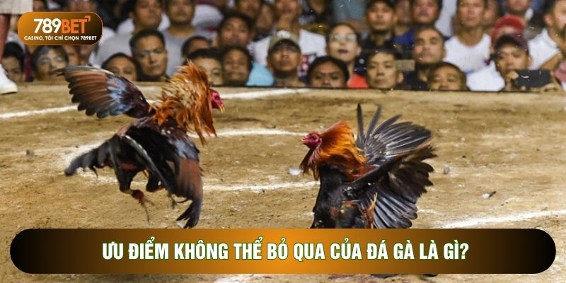 Đá Gà Cựa Sắt - Nghệ Thuật Cá Cược Đỉnh Cao Và Kịch Tính Tại 789Bet