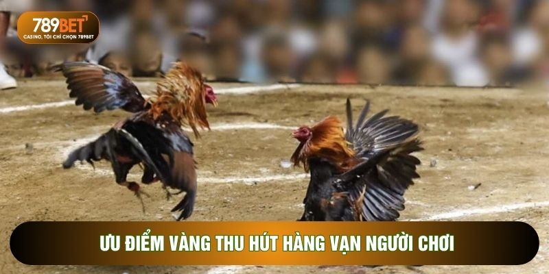 Đá Gà Thomo – Sân Chơi Cá Cược Kịch Tính Và Đẳng Cấp Nhất 2026